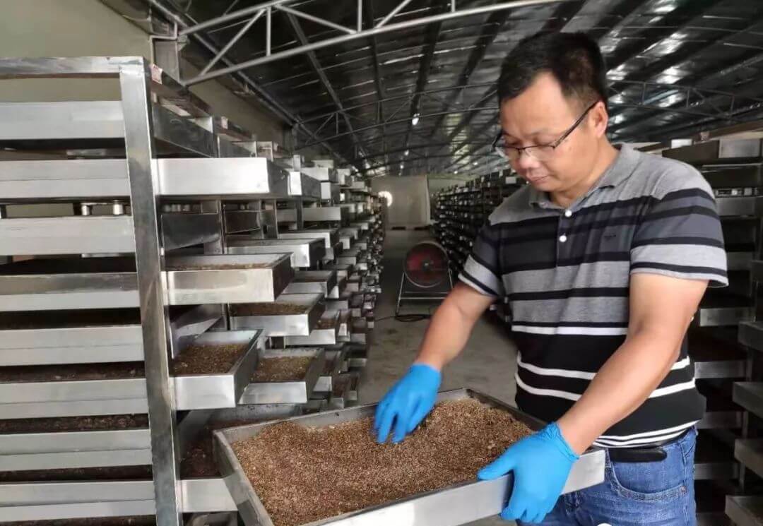 Black Soldier Fly household food kitchen waste disposal farm equipment
