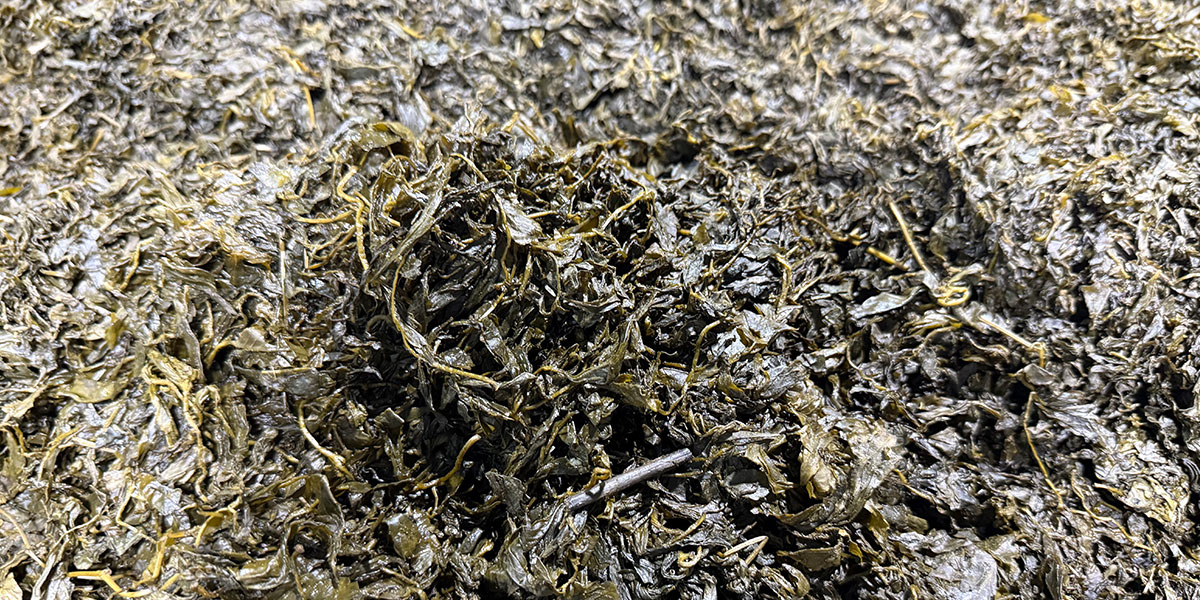 Gynostemma Pentaphyllum - Exploring Efficient Extraction Processes to Boost Industry Development