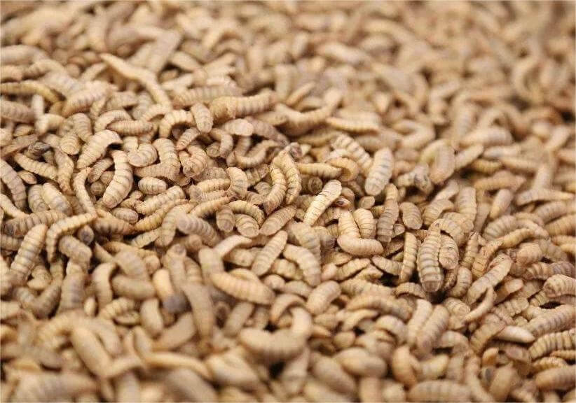 Industrial application of black soldier fly to convert food waste into insect protein - new market opportunities